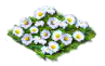daisy_Icon.png