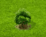 downyjapanesemaple_upgrade_0.gif