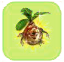 Dropsis Alraune gross.png