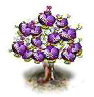 Duftbaum.png