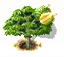 Durianfrucht.png