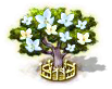 Ebenholzbaum xxl.png
