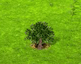 Eiscremebohnenbaum.gif