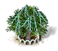 Eiscremebohnenbaum xl.png