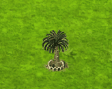 encephalartoswoodii_upgrade_1.gif