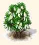 Esche.png
