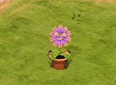 farmwheel2014africandaisy.gif