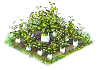 fennel_Icon.png