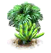 Fensterblattbaum.png