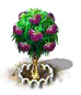 Ficus xl.png