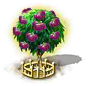 Ficus xxl.png
