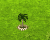 fishtailpalm_upgrade_1.gif