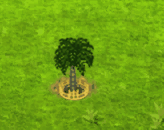 fishtailpalm_upgrade_2.gif