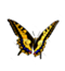 gelber_metti[1].png
