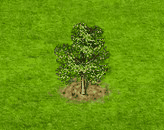 Ginkobaum.gif