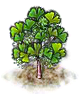 Ginkobaum.png