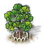Ginkobaum XL.png