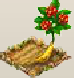 Ginseng.png