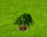 Goldregenbaum.gif