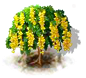 Goldregenbaum.png
