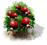 Granatapfel-Baum.png