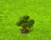Grapefruitbaum.gif