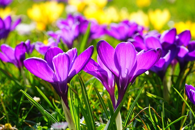 hans-purple-318293_640.jpg