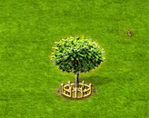 Harlekinweide XXL.gif
