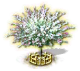 Harlekinweide xxl.png