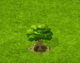 Hartriegel.gif