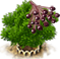 Holunder xl.png