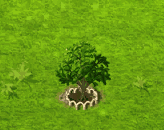honeypomelo_upgrade_1.gif