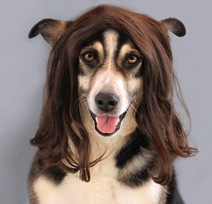 Hund mit Haaren.jpg