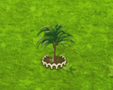 hyophorbeamaricaulis_upgrade_1.gif