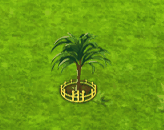 hyophorbeamaricaulis_upgrade_2.gif