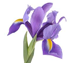 Iris.png