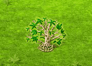jabuticaba_upgrade_2.gif