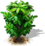 javaapple[1].png