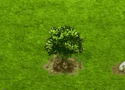 Judasbaum.gif