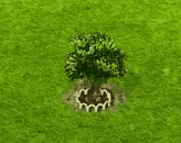 Judasbaum XL.gif
