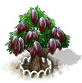 Kakaobaum xl.png