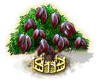 Kakaobaum xxl.png