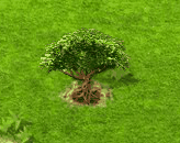 Kapokbaum.gif