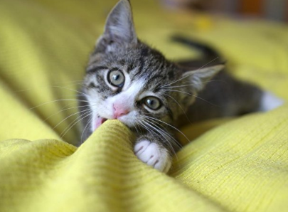Katze.png