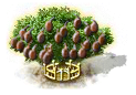 Kiwibaum xxl.png