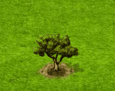 Korkeiche.gif