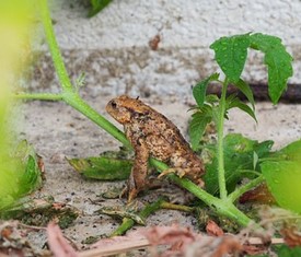 Kröte auf Pflanzenstengel.jpg