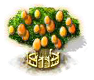 Kumquatbaum xxl.png
