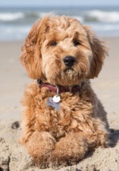 Labra.png