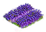 lavender_Icon.png